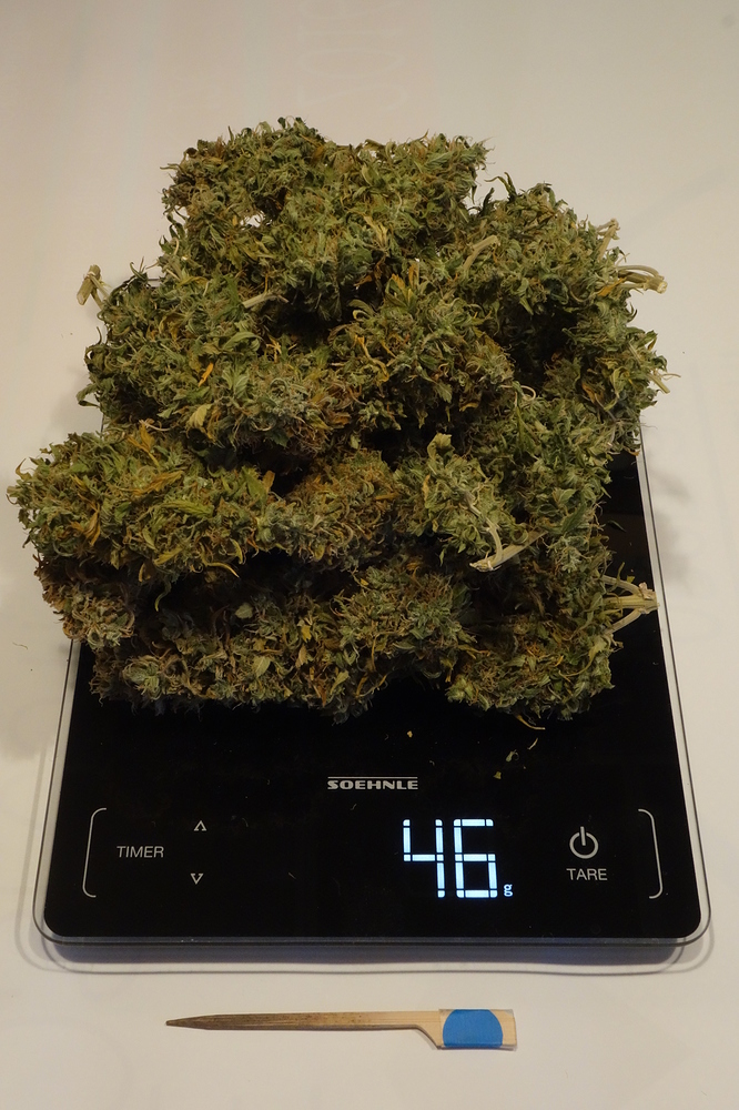 E27 Report: 4 x Super Skunk Automatic "China-Pufflicht vs. Glühbirne" + Umfrage +