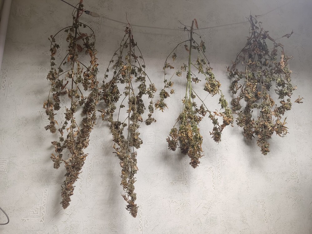Grow mit Eigene Blueberry reg., Tatanka Pure CBD und Special Kush Samen