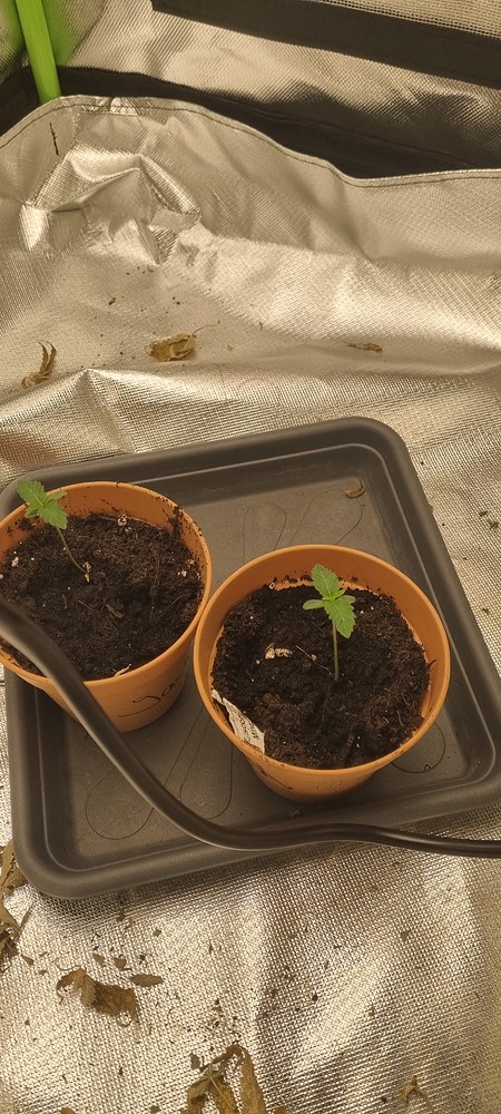 Dos Si Dos Auto erster Autogrow