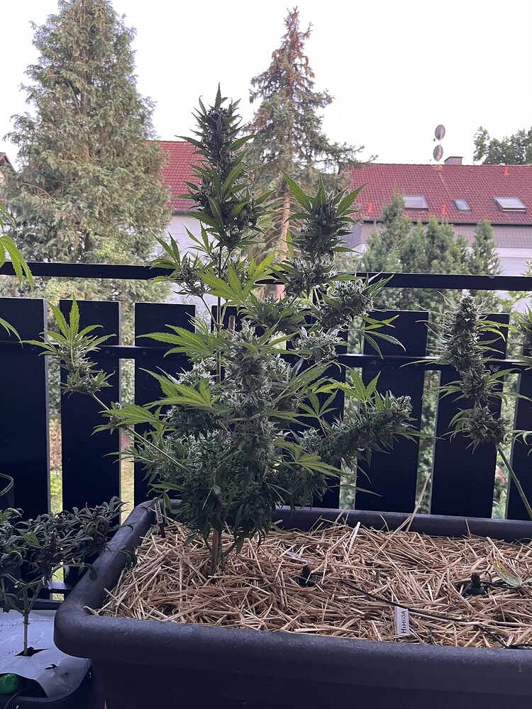 Castielle‘s duftender Südbalkon 🌷