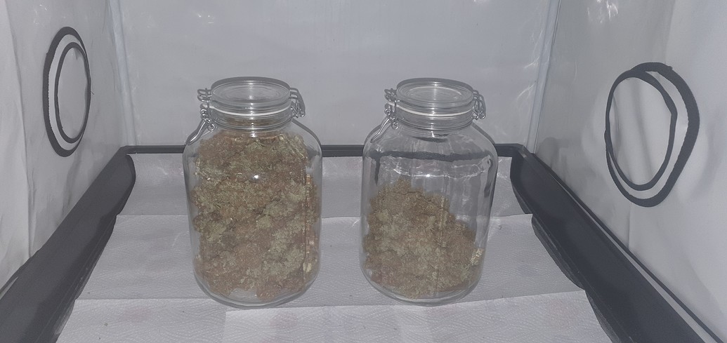 SOG 9 CBD Crew Critical Mass Q5W Homebox Q80+ Seitentriebe kommen ab