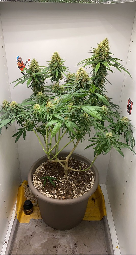 White Widow 100 tage alt indoor