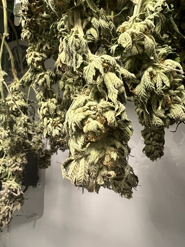Geerntet - Ambitionierter 2. Grow / Zwei-Lady-ScroG unter 250W 🌱
