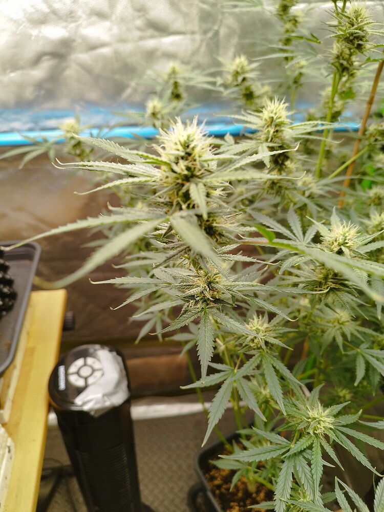 Taison/Amnesia Lemon/GG#4/Blueberry in Oscorna, Mykhorriza, PK