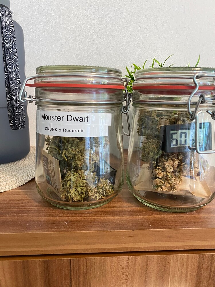 NOOBALARM Minigrow One Monster Dwarf Auto