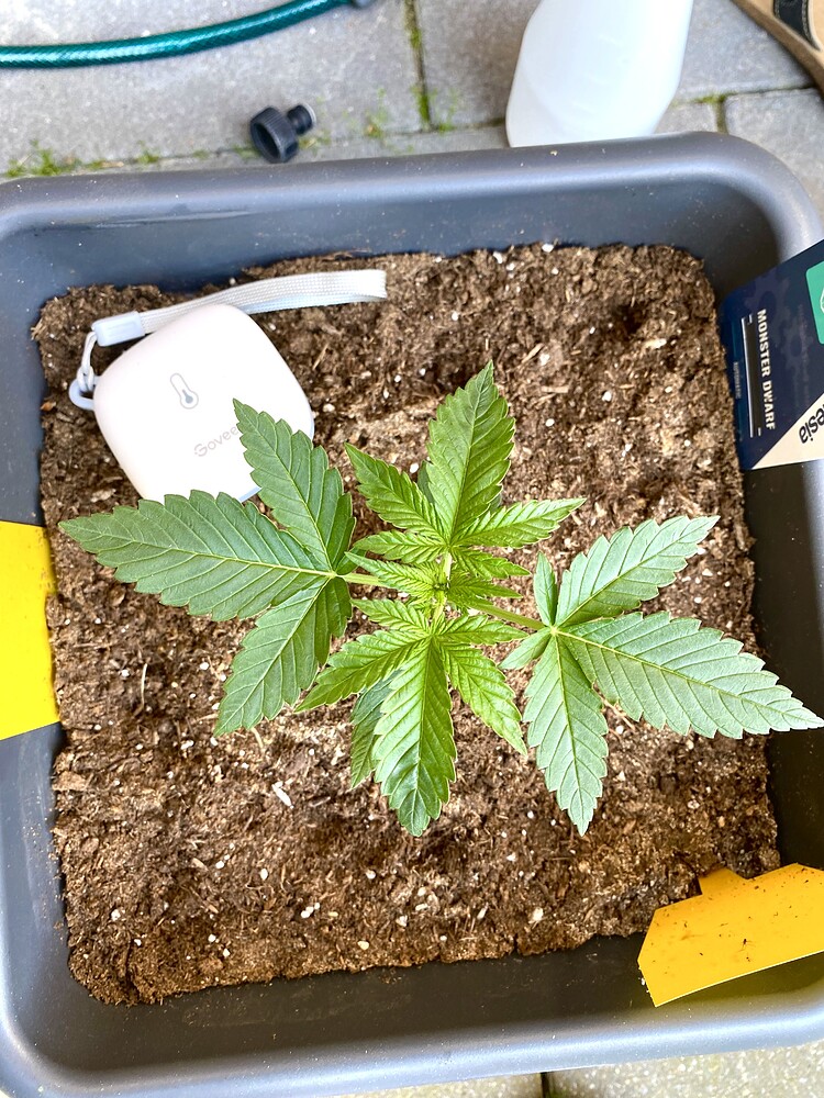 Monster Dwarf Auto (Zamnesia) Produktfoto