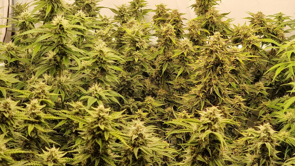 Erster Grow-Report // Auto Mix // NDL // Lumatek LED // Autopot // Plagron