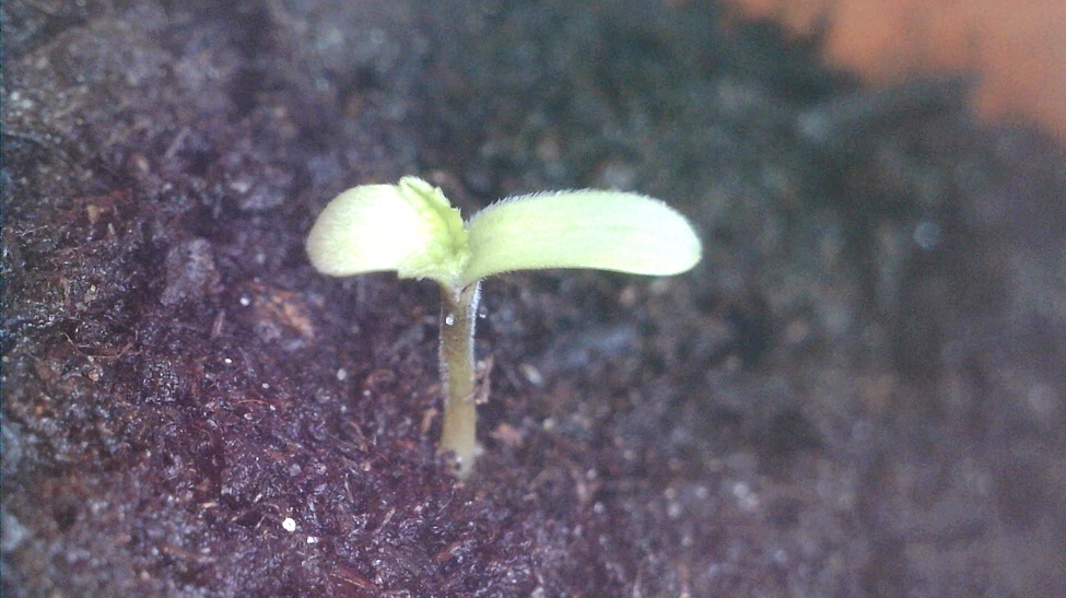 Red Mandarine F1 Fast Feminisiert (Sweet Seeds) Produktfoto