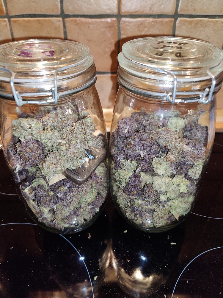 Rote Mandarinen von sweet seeds