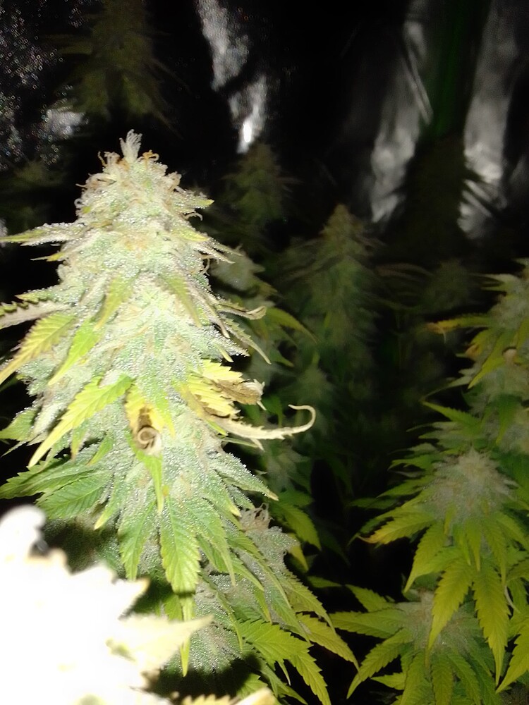 Erster Grow: 130W LED mit 5x Special Queen und 1x Unbekannt