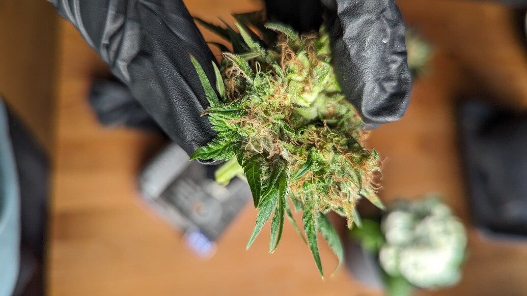 Amnesia Haze Produktfoto