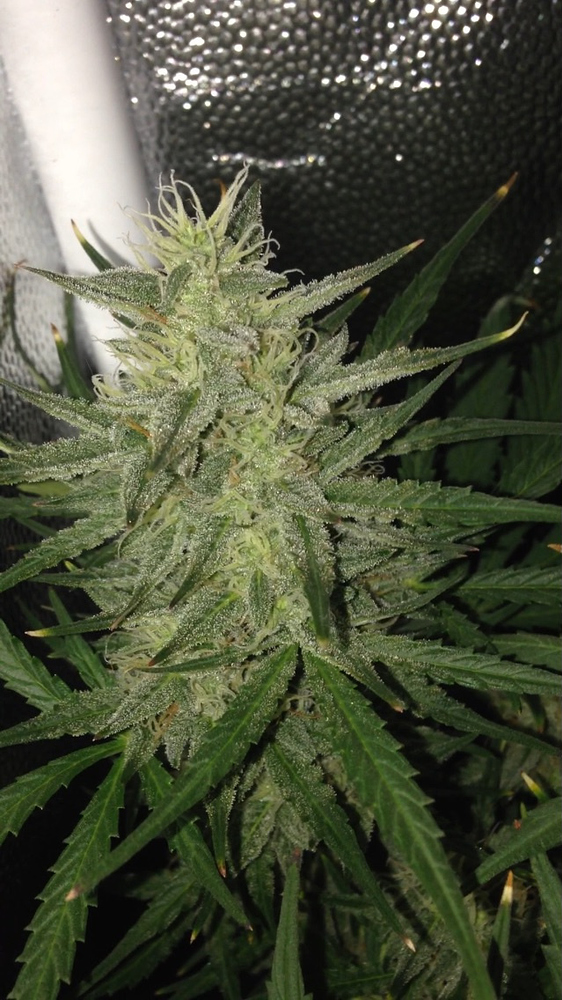 Auto Colorado Cookies (Dutch Passion) Produktfoto