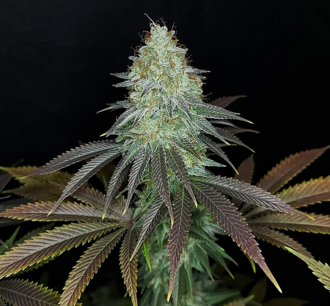 Sour OG Kush Feminisiert (Ganja Farmer) Produktfoto