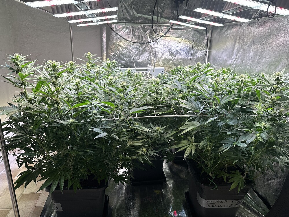 Green Crack Punch Produktfoto
