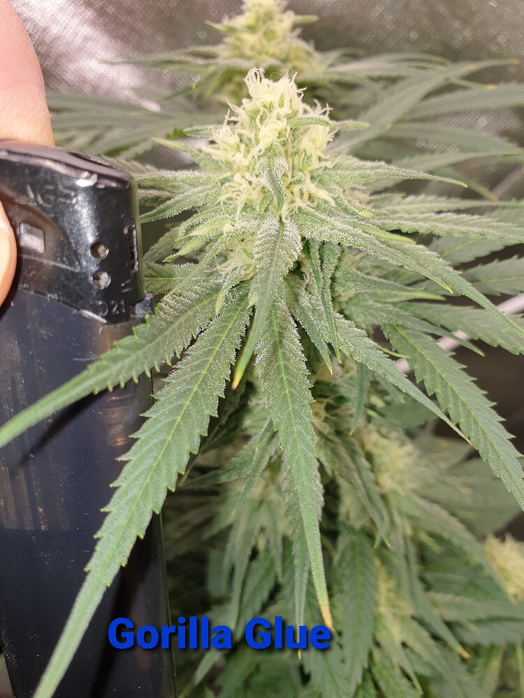 Gorilla Glue Produktfoto