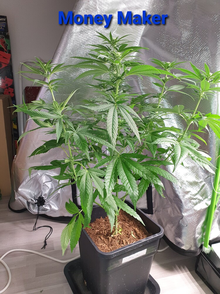 Money Maker Feminisiert (Green House Seeds) Produktfoto