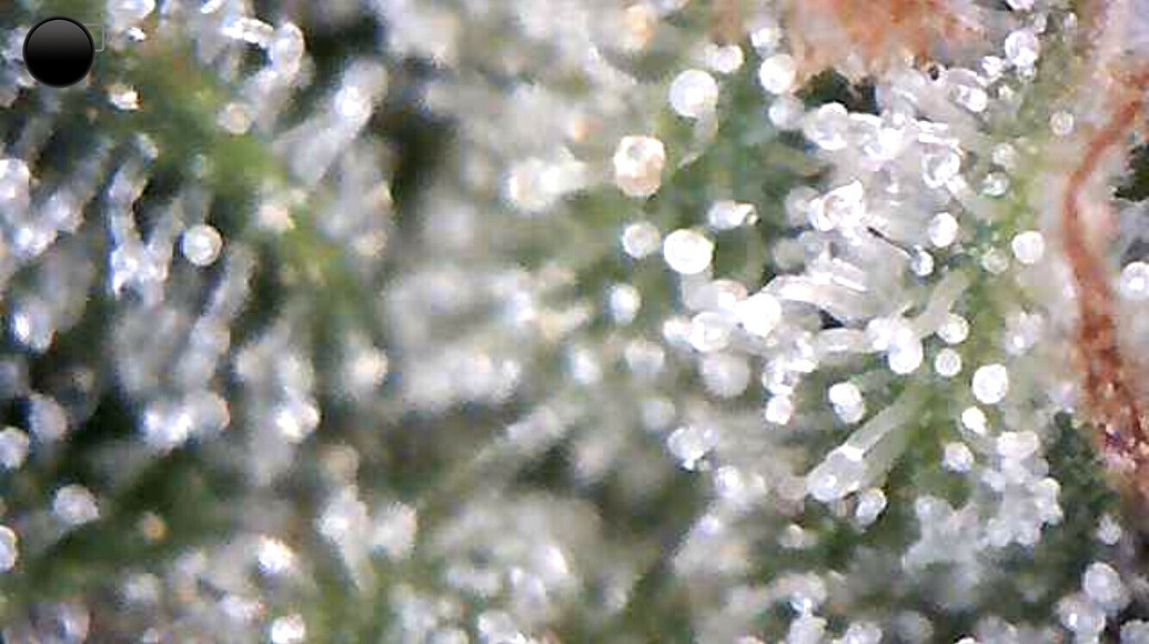 Grape Ape F1 Auto Produktfoto