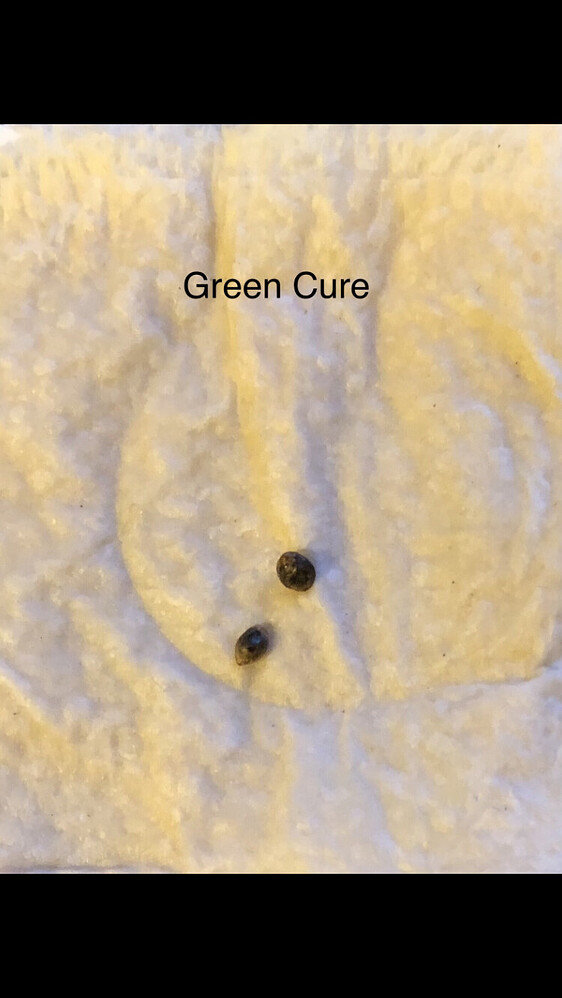 Green Cure CBD F1 Automatic Produktfoto