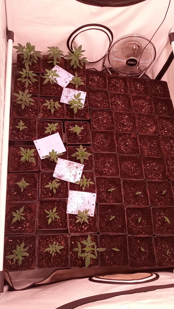 Jamaican Sativa x GTH Produktfoto