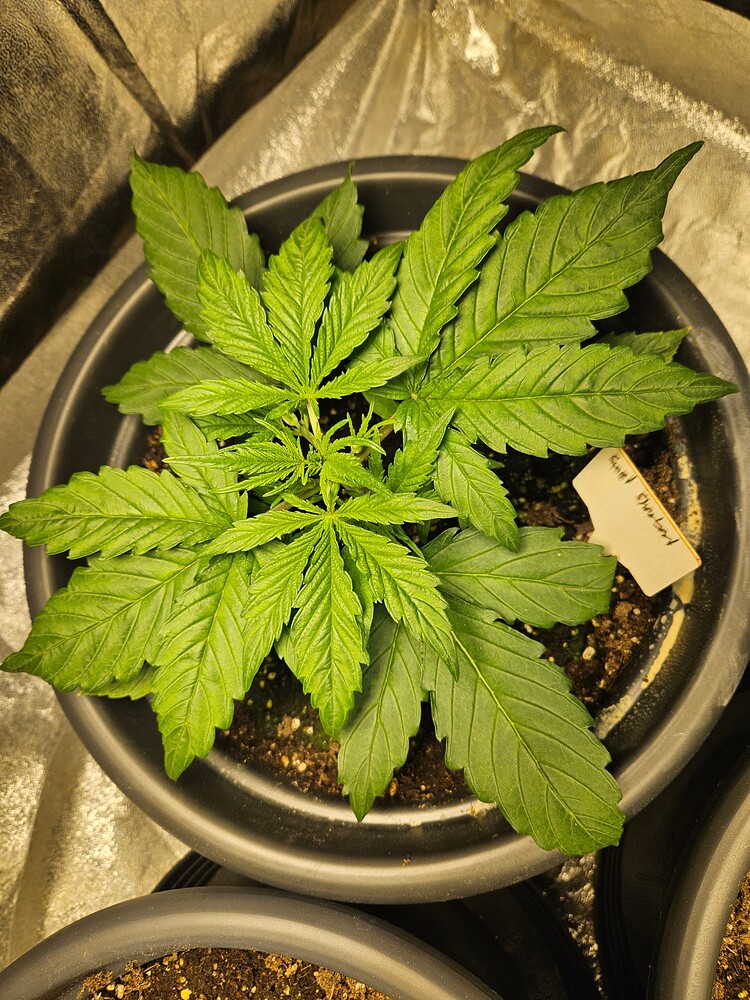 Blue Sunset Sherbert Produktfoto