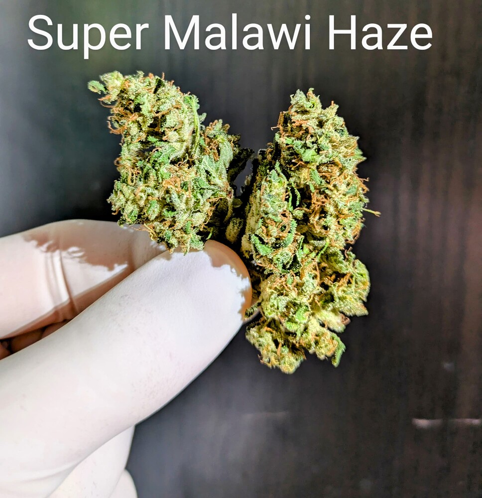 Grownotizen- Sensi Seeds & ACE Seeds