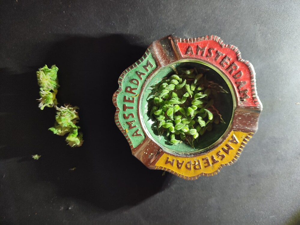Vlog: Outdoor Autos: Guava, Papaya Cookies, Tropicana Cookies, Purple Haze, Pink Rozay, Watermelon Candy