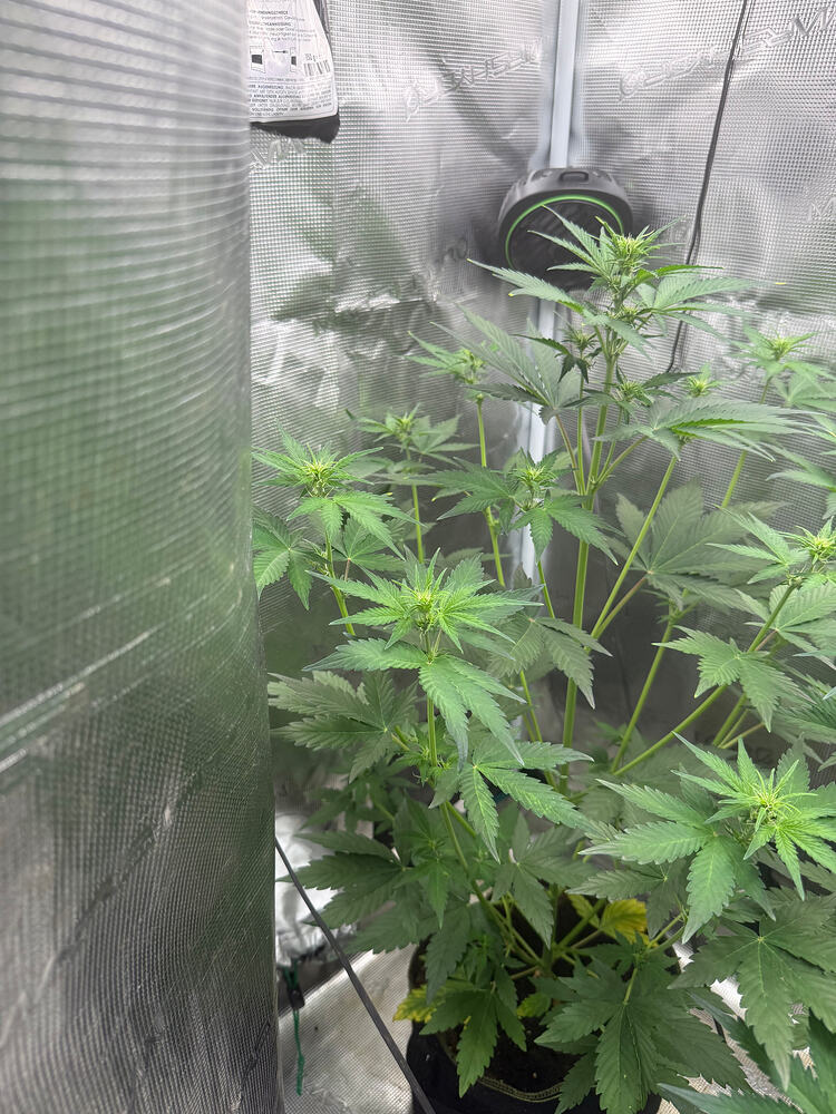 Grow mit Growly1 - Back to the Autos 🚀🌱 Tropicana Cookies, King Louis und Mendo Breath Auto Ganja Farmer