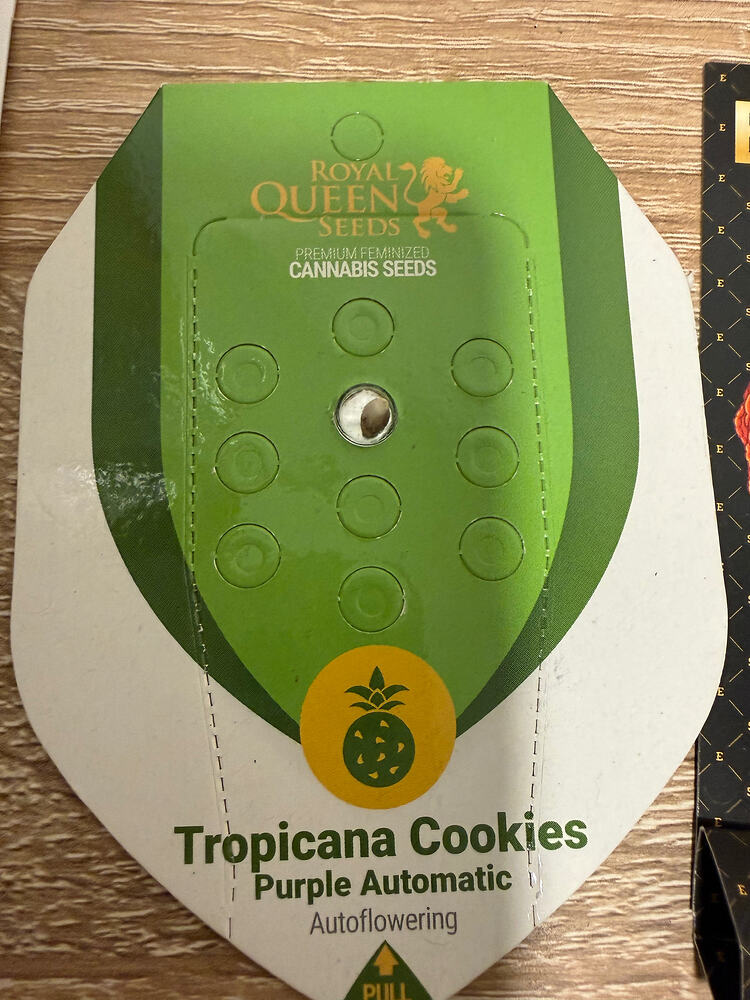 Tropicana Cookies Purple Auto Produktfoto