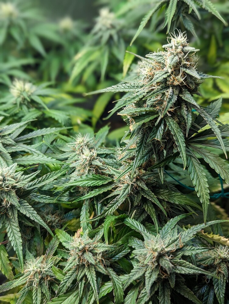 3 Pflanzen in 40x40 (0,16m²) Legalisierungs-Experiment