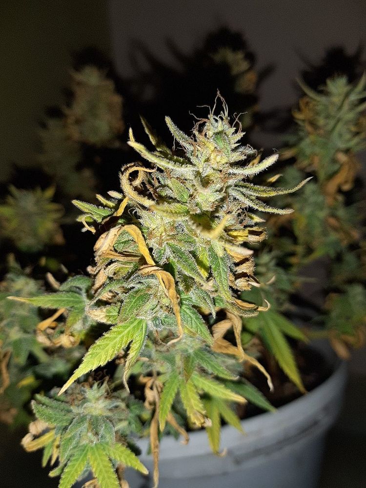 Gorilla Glue - Samen v. ausgeblüter Mutter TEIL2