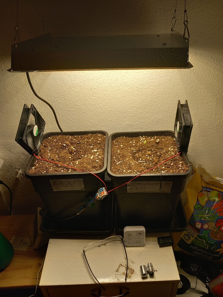 Strawberry Pie Auto Produktfoto
