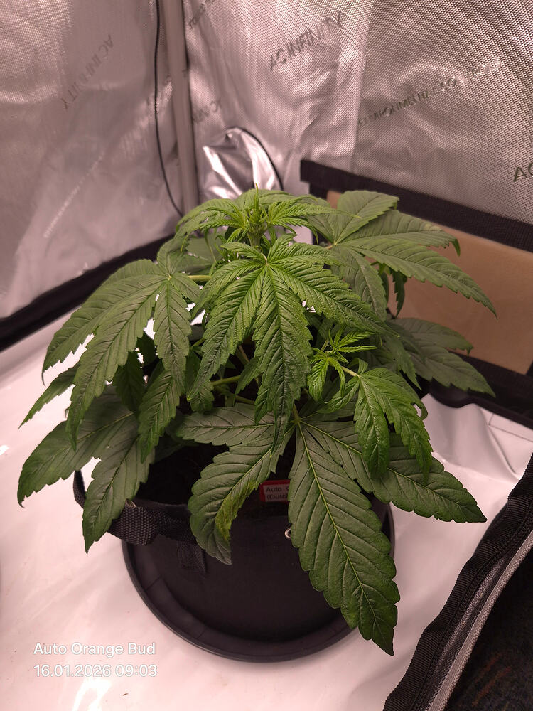 Auto Orange Bud Produktfoto