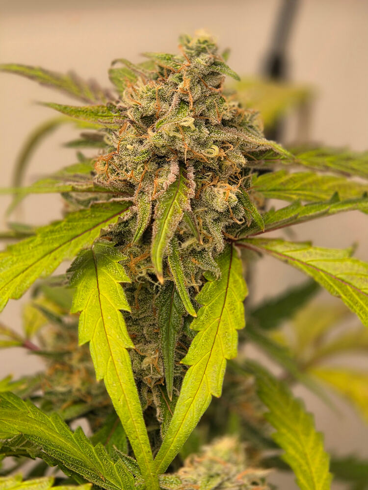 Nahaufnahme eines Cannabis-Buds in der Blütephase mit sichtbaren Trichomen und gelblichen Blättern.