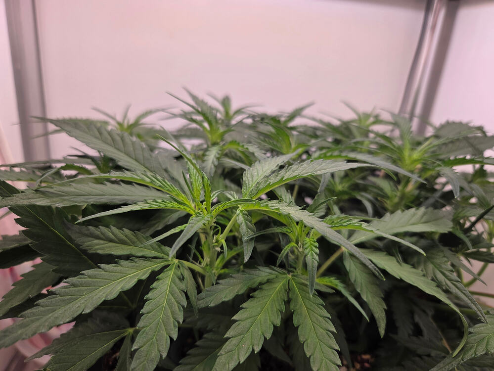 Nahaufnahme einer jungen Cannabispflanze in der frühen Blütephase unter einer Grow-Lampe.
