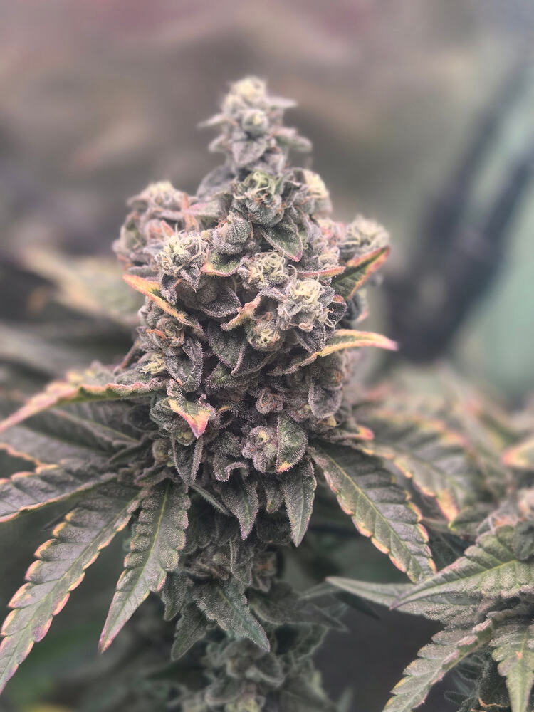 Nahaufnahme eines reifen Cannabis-Buds der Sorte Cap Junky kurz vor der Ernte.