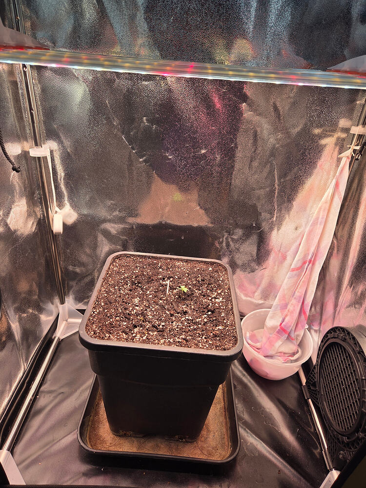 Ein kleiner Cannabis-Sämling in einem 11L Topf in einem Growzelt, mit einem LST-Haken daneben.