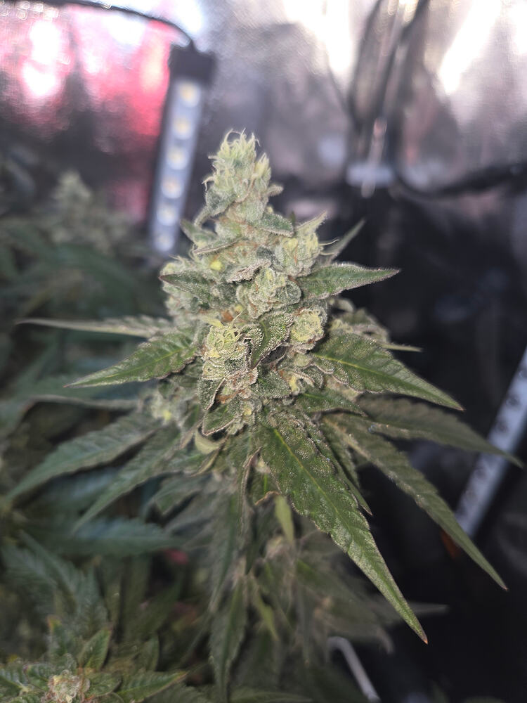Nahaufnahme eines Cannabis-Buds in der späten Blütephase mit sichtbaren Foxtails in einer Growbox.