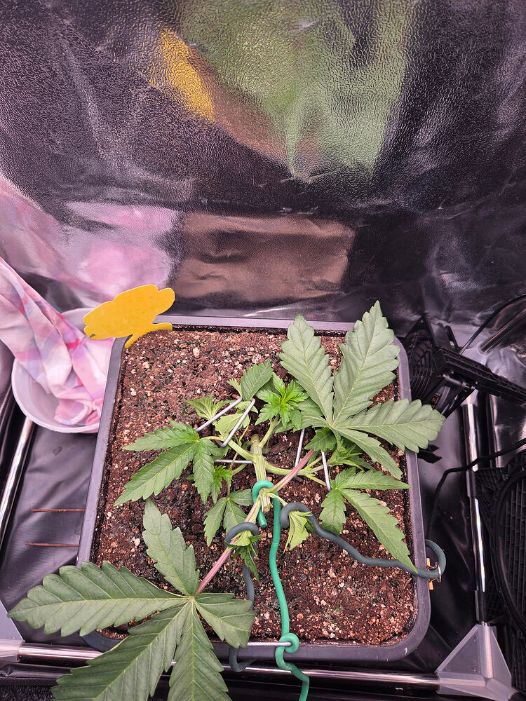 Eine junge Cannabispflanze in einem quadratischen Topf, die mit LST-Techniken (Low Stress Training) wie Erdankern und Draht trainiert wird.