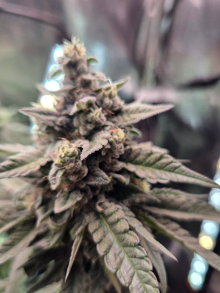 Nahaufnahme eines Cannabis-Buds der Sorte Cap Junky in der Blütephase mit sichtbaren Trichomen.
