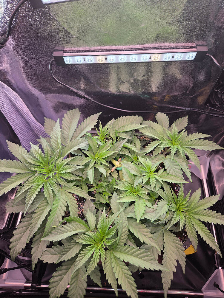 Eine Cannabis-Pflanze in einem Growzelt, die mittels LST trainiert wurde und sich in der frühen Blütephase befindet.