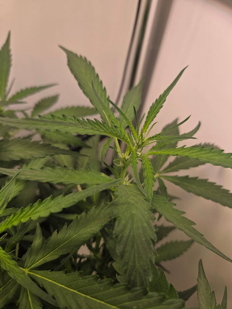 Nahaufnahme einer jungen Cannabis-Pflanze in der frühen Blütephase mit grünen Blättern und beginnender Blütenbildung.
