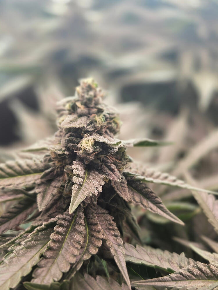 Nahaufnahme eines frostigen Cannabis-Buds der Sorte Cap Junky in der Blütephase.