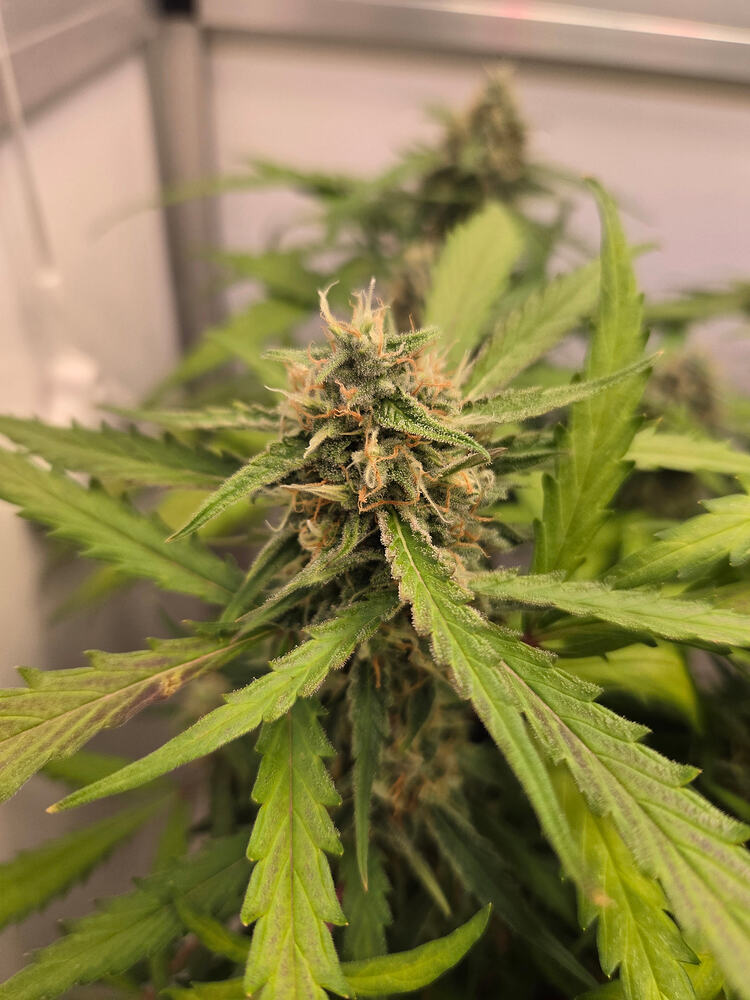 Nahaufnahme eines Cannabis-Buds in der Blütephase mit sichtbaren Trichomen und orangefarbenen Stigmen.