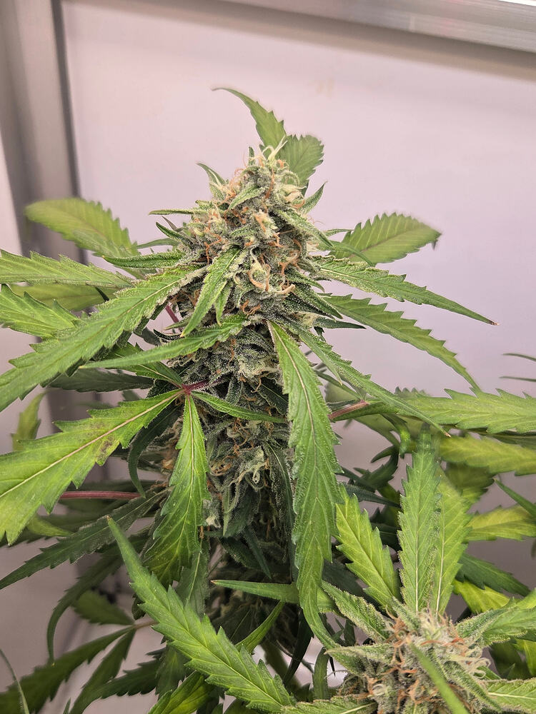 Nahaufnahme einer blühenden Cannabis-Cola mit sichtbaren Trichomen und orangefarbenen Stigmen.