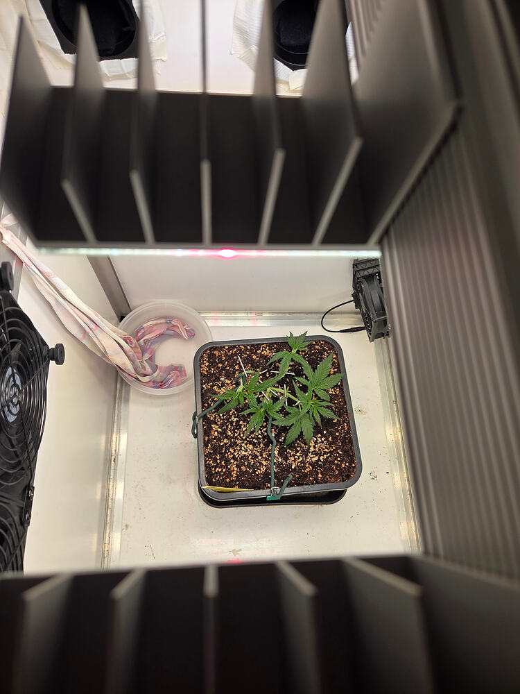Eine junge Cannabis-Pflanze in einem quadratischen Topf innerhalb einer Growbox, die mit LST-Draht heruntergebunden wurde.