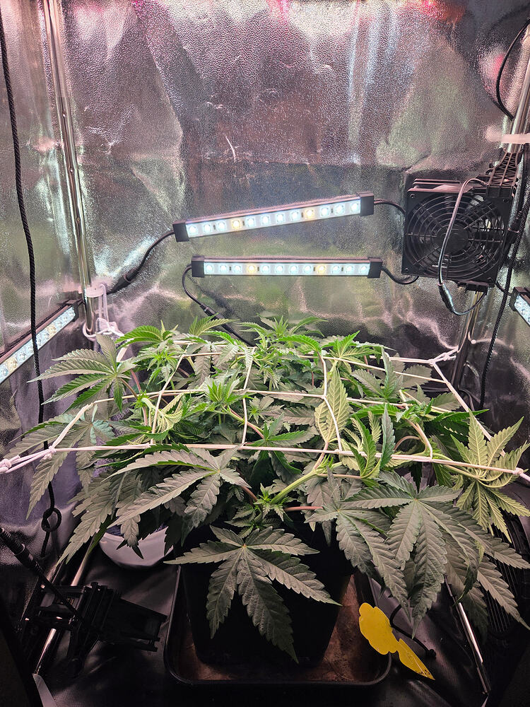 Eine Cannabis-Pflanze in einem Growzelt, deren Triebe durch ein Scrog-Netz gefädelt wurden.
