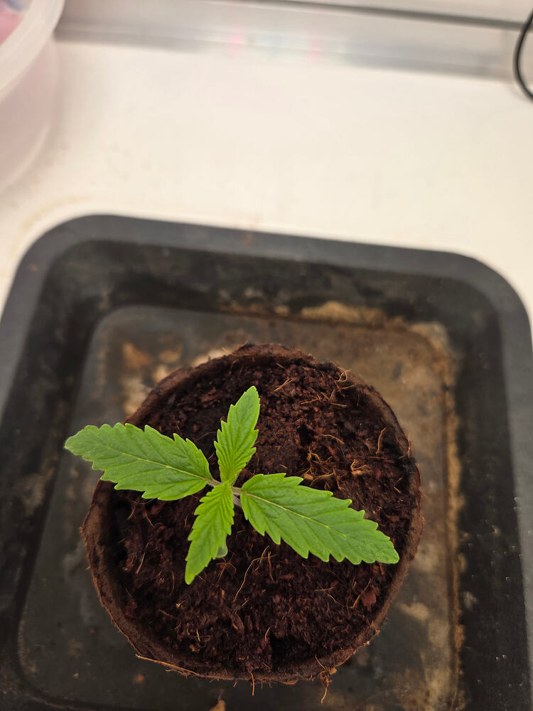 Ein junger Cannabis-Sämling in einem kleinen Anzuchttopf auf einer schwarzen Unterlage.