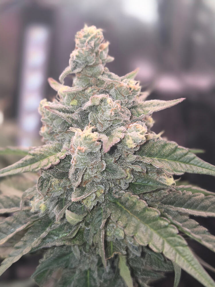 Nahaufnahme eines stark mit Trichomen bedeckten Cannabis-Buds der Sorte Cap Junky in der späten Blütephase.
