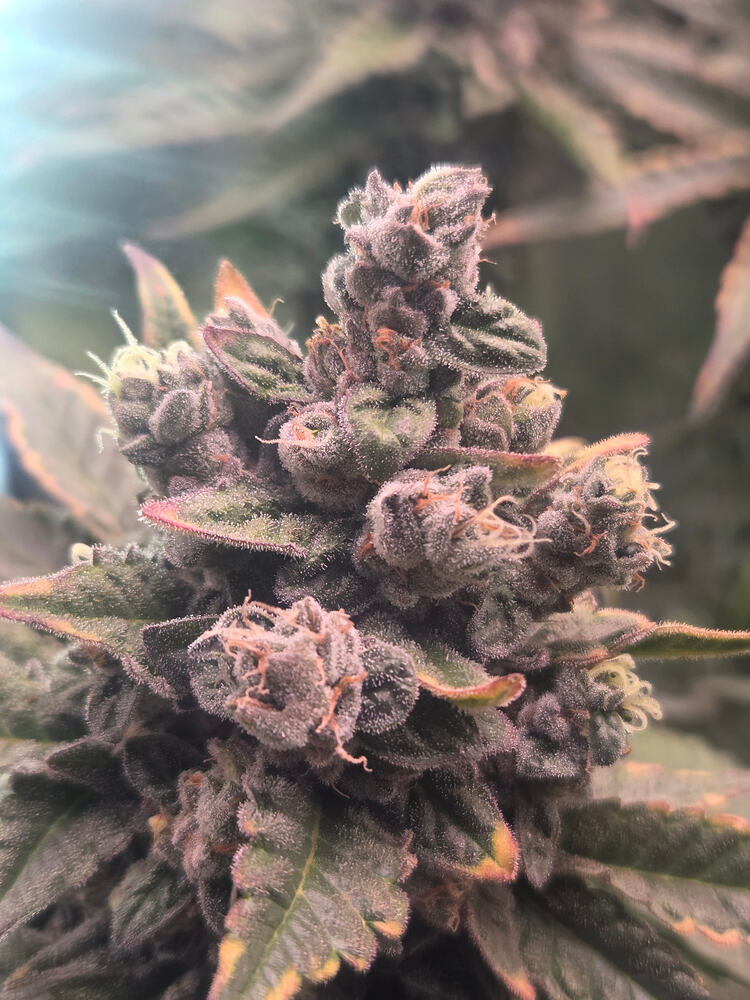 Nahaufnahme eines stark mit Trichomen bedeckten Cannabis-Buds der Sorte Cap Junky kurz vor der Ernte.