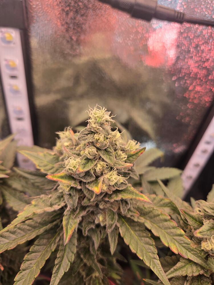 Nahaufnahme eines Cannabis-Buds der Sorte Cap Junky in der späten Blütephase mit sichtbaren Foxtails und leicht verfärbten Blatträndern in einer Growbox.